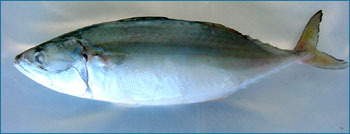 Indian Mackeral Seafood Fish