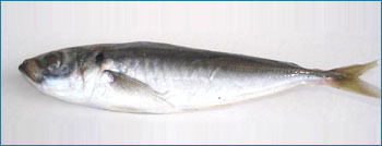 Jack Mackerel Seafood Fish