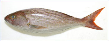 Job Fish Seafood Fish