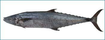 King Fish Seafood