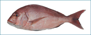 Red Sea Bream Seafood Fish
