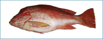 Red snapper Seafood Fish