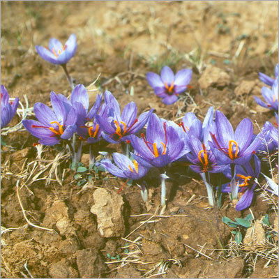 Saffrons Flower