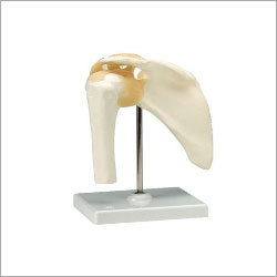 CREUZET Life Size Shoulder Joint