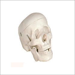 CREUZET Life Size Skull