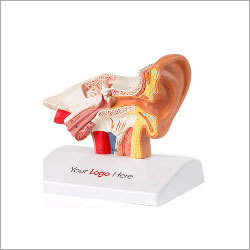 CREUZET Middle Ear Model