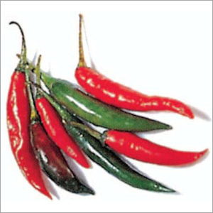 Indian Red Chilli