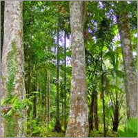 Agarwood Fragrances