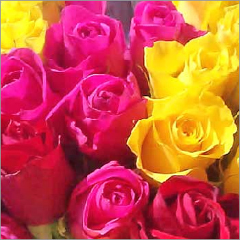Assorted Roses Fragrances