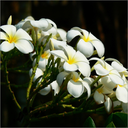 Flower Essential Oils