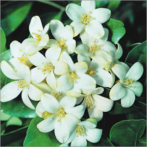 Orange Jasmine Fragrances