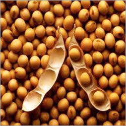 Soyabean Seed