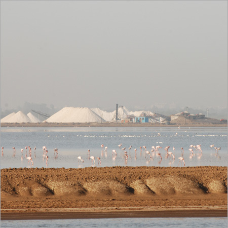 Ecology Of A Salt Works