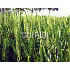 Wheat