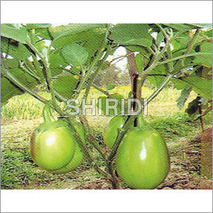 Brinjal