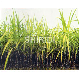 Sugarcane