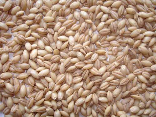 Barley