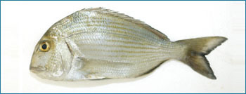 Silver Sea Bream Seafood Fish