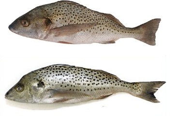 Spotted Grunt Seafood Fish
