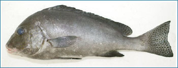 Sweet Lips Seafood Fish