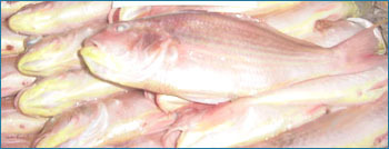 Threadfin Bream Seafood Fish - Whole Frozen, Variable Size | High Protein, Sustainable Source, Versatile Cooking