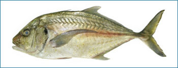 ट्रेविली सीफूड फिश