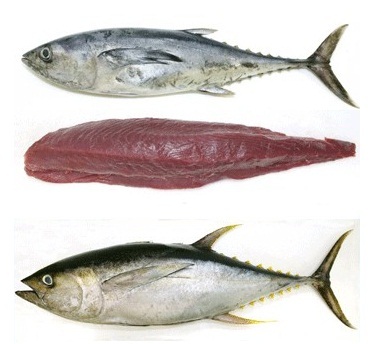 Yellow Fin Seafood Fish