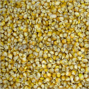 corn