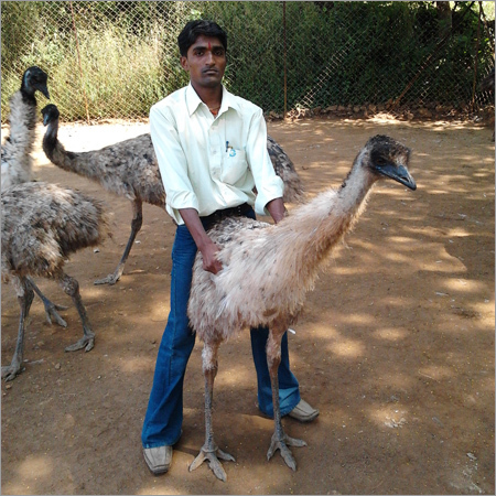 EMU Bird Derivative