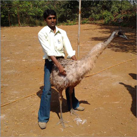 Emu Bird Farming
