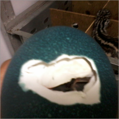 Egg of EMU