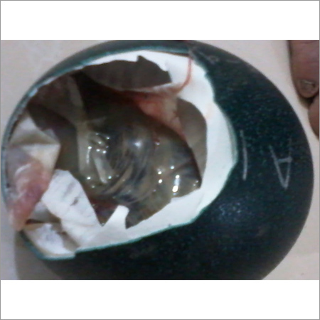 Egg Shells