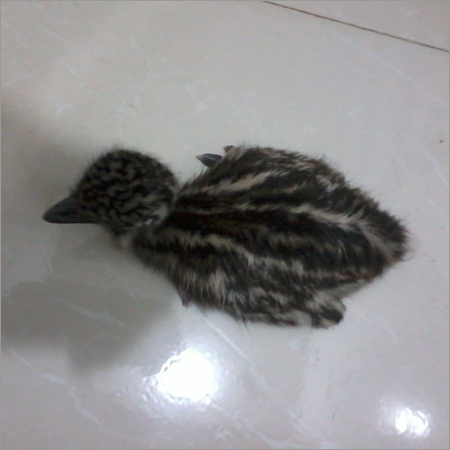 Emu Chick