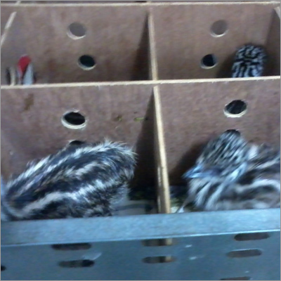 Chicks in Hatchery