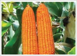 Hybrid Maize Seeds