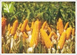 Hybrid Maize Seed