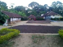 Coorg Coffee Suppliers