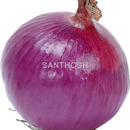 Onion