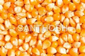 Yellow Maize Corn