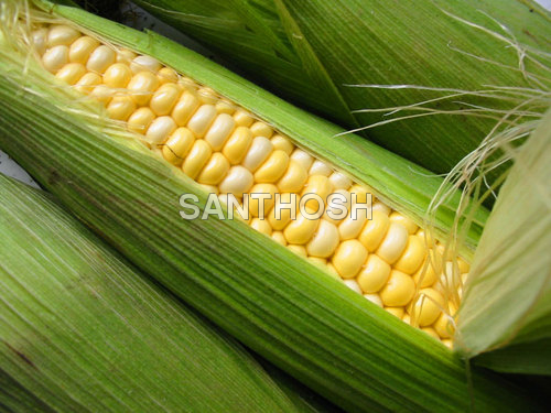 Corn