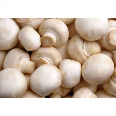 Fresh Button Mushroom