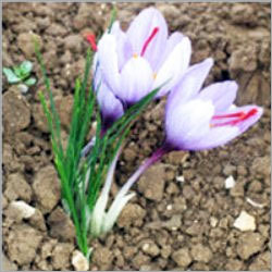 Saffron Flowers