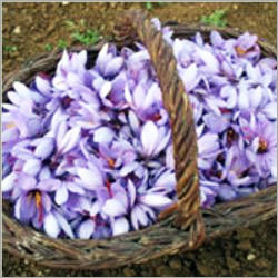Saffrons Mogra