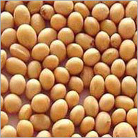 Soyabean Seed