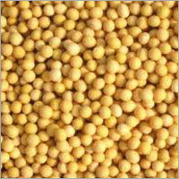 Indian Soybean Seeds