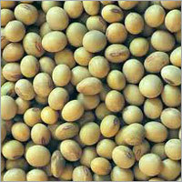 Nutrition Soyabean Seed