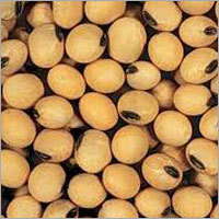 Low Calories Soybean Seeds