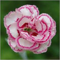 Carnation Flower