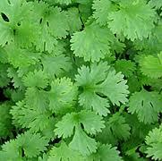 Coriander Seeds