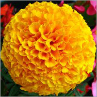 Marigold Flower